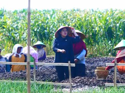 Ketemu Petani Bawang Brebes, Puan Disambati Subsidi Pupuk-Kelangkaan Bibit