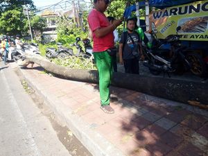 Pemotor Tewas Tertimpa Pohon, Pemkot Denpasar Tak Ikut Tanggung Jawab Pemotor Tewas Tertimpa Pohon, Pemkot Denpasar Tak Ikut Tanggung Jawab