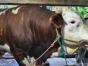 Jokowi Sumbang Sapi Kurban Bobot 814 Kg untuk Warga Pekanbaru Jokowi Sumbang Sapi Kurban Bobot 814 Kg untuk Warga Pekanbaru