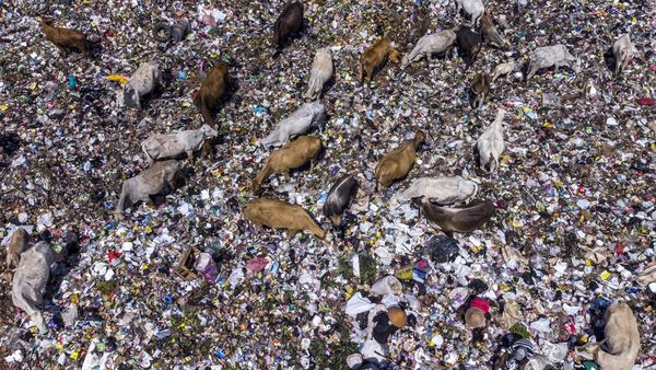 Sapi Makan Rumput Biasa, Sapi-sapi di Tasik Ini Makan Sampah