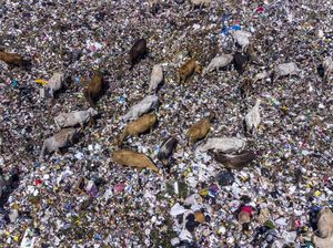 Sapi Makan Rumput Biasa, Sapi-sapi di Tasik Ini Makan Sampah Sapi Makan Rumput Biasa, Sapi-sapi di Tasik Ini Makan Sampah