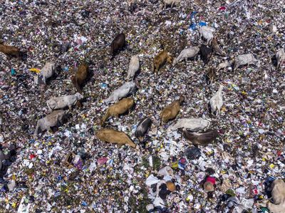 Sapi Makan Rumput Biasa, Sapi-sapi di Tasik Ini Makan Sampah