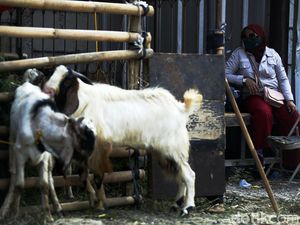 SKB 3 Menteri Libur Idul Adha 2022, Libur Tanggal Berapa?