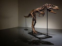 Ternyata Ini Lho Fungsi Lengan Kecil pada Dinosaurus T-Rex