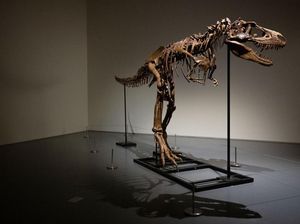 Ternyata Ini Lho Fungsi Lengan Kecil pada Dinosaurus T-Rex Ternyata Ini Lho Fungsi Lengan Kecil pada Dinosaurus T-Rex