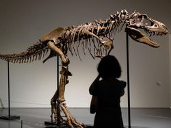 Kerangka Gorgosaurus Asal Montana AS Bakal Dilelang