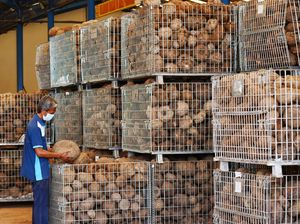 162 Ton Serpih Porang Kering Diekspor ke China