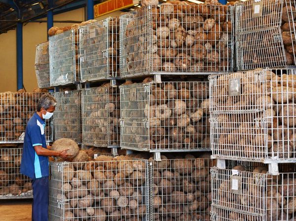 162 Ton Serpih Porang Kering Diekspor ke China