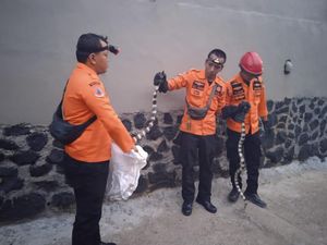 Hii! Dua Ular Weling Muncul di Toilet Rumah Warga Bogor