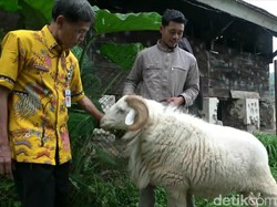 Melihat Domba Sakub Berbobot hingga 1 Kuintal di Kaki Gunung Slamet Brebes