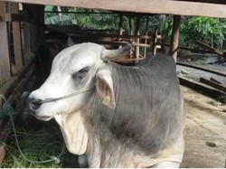 Sapi Kurban Jokowi di Sumbar untuk Korban Gempa Pasaman