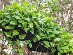 10 Jenis Sirih Gading, Benarkah Tanaman Hias Ini Bawa Sial?