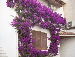Panduan Menanam dan Merawat Tanaman Rambat di Rumah
