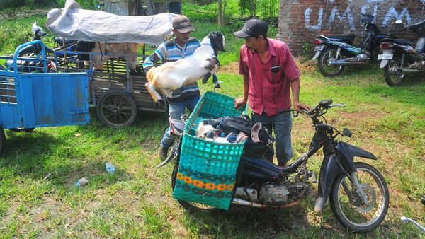 Jelang Idul Adha, Ojek Kambing Panen Rezeki