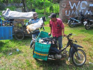 Jelang Idul Adha, Ojek Kambing Panen Rezeki
