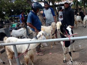 Penjualan Sapi di Pasuruan Lesu, Transaksi Kambing Justru Meningkat Penjualan Sapi di Pasuruan Lesu, Transaksi Kambing Justru Meningkat