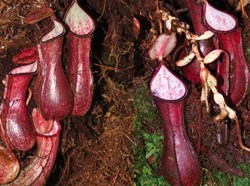 Kantong Semar Versi Brutal Ditemukan di Kalimantan