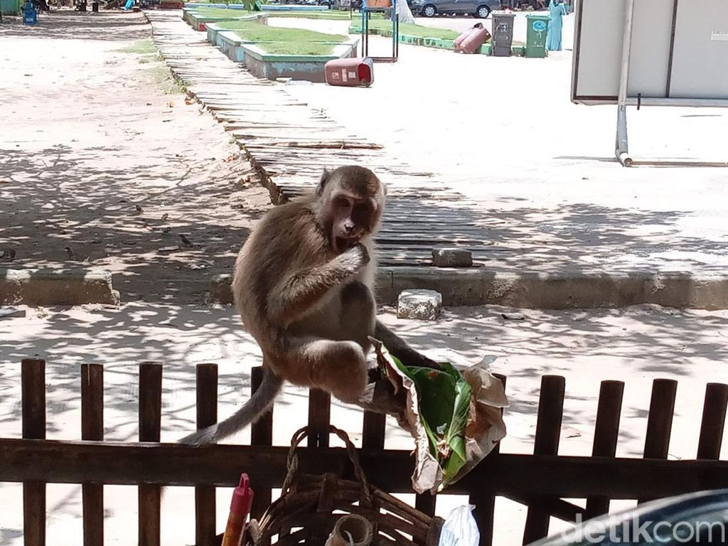 Wisatawan Pangandaran Resah Banyak Monyet Keliaran Hingga ke Hotel