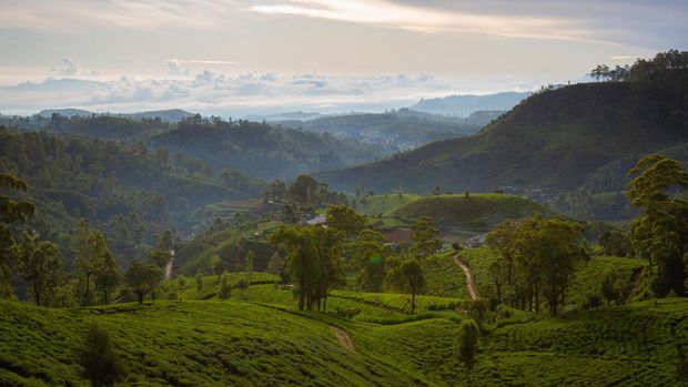 NUWARA ELIYA, SRI LANKA - APRIL 25: Tea gardens sit on hillsides on April 25, 2022 in Nuwara Eliya, Sri Lanka. Domestic tea crop production in Sri Lanka declined nearly 25 percent in March 2022 compared to March 2021 as the country faces political and economic volatility. The instability combined with erratic weather and changes to fertiliser import laws has slowed production and led to some tea growers switching to cultivating cinnamon and horticulture. Tea is Sri Lanka's biggest single export at US$1.25 billion a year and with exports at their lowest level in over 20 years, tea industry analysts warn, if the crisis is not soon resolved, it will have a drastic effect on the national economy and impact the livelihoods of over 2 million people dependent on the industry. (Photo by Abhishek Chinnappa/Getty Images)