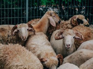Hukum Kurban tapi Belum Aqiqah, Apakah Sah?