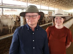 Peternak Australia Dapat Kompensasi Bila Sapinya Terjangkit Penyakit Mulut dan Kuku