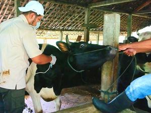 Produksi Susu Tulungagung Anjlok Dampak Wabah PMK