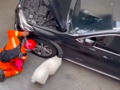 7 Foto Anjing Olaf Bantu Damkar Selamatkan Kucing dari Mobil