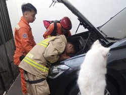 Dibantu Anjing Olaf, Damkar DKI Evakuasi Kucing Terjebak di Mesin Mobil
