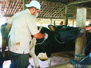 Kasus PMK di RI Tembus 317.889, Mayoritas Menjangkiti Sapi