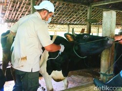 Kasus PMK di RI Tembus 317.889, Mayoritas Menjangkiti Sapi