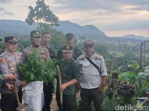 Dua Ladang Ganja Ditemukan Lagi Di Gunung Karuhun Cianjur Dua Ladang Ganja Ditemukan Lagi Di Gunung Karuhun Cianjur