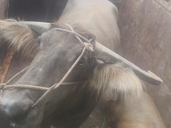 Polisi Ringkus Komplotan Pencuri Kerbau Jelang Idul Adha di Serang