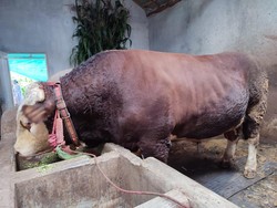 Penampakan Sapi Presiden Jokowi yang Akan Disembelih di Masjid Al Akbar