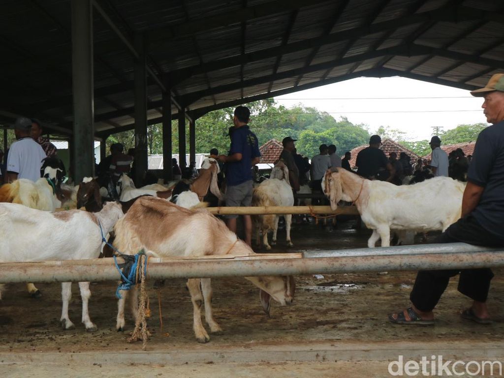 Pasar Kambing Kudus Tak Seramai Tahun Lalu, Permintaan Turun 30 Persen Pasar Kambing Kudus Tak Seramai Tahun Lalu, Permintaan Turun 30 Persen