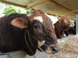 Tanggal Berapa Hari Raya Idul Adha 2022 di Indonesia? Cek di Sini
