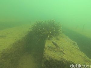 Krisis Terumbu Karang Picu Paceklik Tangkapan Ikan di Pangandaran