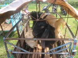 Apa Arti Istilah Kambing Hitam? Begini Asal Usulnya