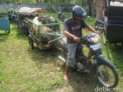Melihat Layanan Ojek Kambing di Kudus, Banjir Orderan Jelang Idul Adha