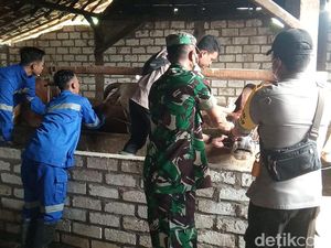 Lamongan Dapat Tambahan 2 Ribu Vaksin PMK Lamongan Dapat Tambahan 2 Ribu Vaksin PMK