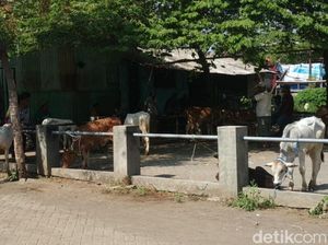 Khawatir Sapi Dewasa Tertular PMK, Peternak Pasuruan Pilih Jual Pedet Khawatir Sapi Dewasa Tertular PMK, Peternak Pasuruan Pilih Jual Pedet