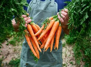 8 Tanaman Sayur Ini Tidak Butuh Sinar Matahari yang Banyak, Ada Apa Saja?