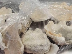 Jangan Coba-coba Ambil Kerang dari Fiji, Bisa Didenda Jutaan Rupiah