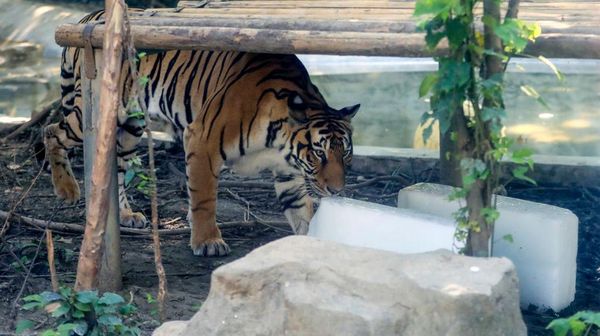 Cegah Kepanasan, Hewan di Kebun Binatang China Diberi Es Balok