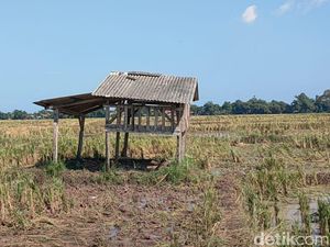 Penampakan Gubuk yang Disambar Petir dan Tewaskan 3 Orang di Pemalang