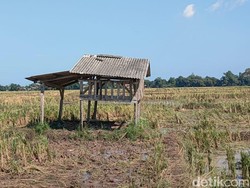 Penampakan Gubuk yang Disambar Petir dan Tewaskan 3 Orang di Pemalang