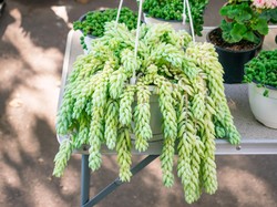 7 Tips Aman Membuat Tanaman Hias Tetap Bersih dan Mengkilap