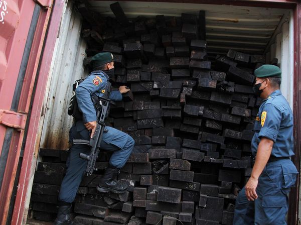 Ini Kayu Merbau Ilegal Asal Papua yang Disita KLHK Sulawesi