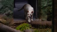 Ini Kucing Hutan Albino Langka Pertama di Dunia