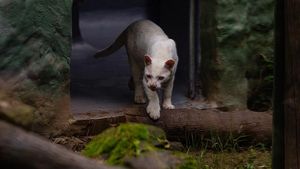 Ini Kucing Hutan Albino Langka Pertama di Dunia