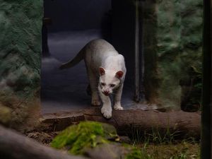 Ini Kucing Hutan Albino Langka Pertama di Dunia